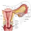 رحم - تخمدان
