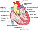 قسمتهاي مختلف قلب (1)