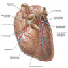 عروق کرونر قلب