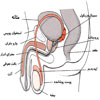 دستگاه توليد مثل مردانه